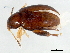  (Psylliodes picinus - BIOUG01593-A01)  @14 [ ] CreativeCommons - Attribution (2012) CBG Photography Group Centre for Biodiversity Genomics