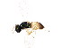  (Trichomalus campestris - BIOUG01598-H04)  @13 [ ] CreativeCommons - Attribution (2012) CBG Photography Group Centre for Biodiversity Genomics