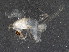  ( - BIOUG01882-F02)  @12 [ ] CreativeCommons - Attribution (2012) CBG Photography Group Centre for Biodiversity Genomics