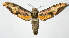  ( - 02-SRNP-35059)  @14 [ ] CreativeCommons - Attribution Non-Commercial Share-Alike (2003) Unspecified Guanacaste Dry Forest Conservation Fund