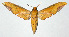  ( - 02-SRNP-35059)  @14 [ ] CreativeCommons - Attribution Non-Commercial Share-Alike (2003) Unspecified Guanacaste Dry Forest Conservation Fund