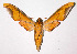  ( - 02-SRNP-35060)  @14 [ ] CreativeCommons - Attribution Non-Commercial Share-Alike (2003) Unspecified Guanacaste Dry Forest Conservation Fund