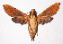  ( - 02-SRNP-35067)  @13 [ ] CreativeCommons - Attribution Non-Commercial Share-Alike (2003) Unspecified Guanacaste Dry Forest Conservation Fund
