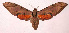  ( - 03-SRNP-16055)  @14 [ ] CreativeCommons - Attribution Non-Commercial Share-Alike (2003) Unspecified Guanacaste Dry Forest Conservation Fund