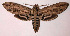  ( - 82-SRNP-489)  @13 [ ] CreativeCommons - Attribution Non-Commercial Share-Alike (2003) Unspecified Guanacaste Dry Forest Conservation Fund