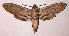  ( - 82-SRNP-489)  @14 [ ] CreativeCommons - Attribution Non-Commercial Share-Alike (2003) Unspecified Guanacaste Dry Forest Conservation Fund