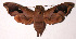  ( - 97-SRNP-863)  @14 [ ] CreativeCommons - Attribution Non-Commercial Share-Alike (2003) Unspecified Guanacaste Dry Forest Conservation Fund