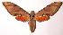  ( - 98-SRNP-14654)  @14 [ ] CreativeCommons - Attribution Non-Commercial Share-Alike (2003) Unspecified Guanacaste Dry Forest Conservation Fund