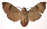  (Pachygonidia ribbei - 99-SRNP-15457)  @14 [ ] CreativeCommons - Attribution Non-Commercial Share-Alike (2003) Unspecified Guanacaste Dry Forest Conservation Fund