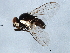  ( - BIOUG01639-E04)  @12 [ ] CreativeCommons - Attribution (2012) CBG Photography Group Centre for Biodiversity Genomics