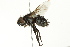  ( - BIOUG01498-D09)  @13 [ ] CreativeCommons - Attribution (2012) CBG Photography Group Centre for Biodiversity Genomics