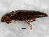  ( - BIOUG01641-A01)  @13 [ ] CreativeCommons - Attribution (2012) CBG Photography Group Centre for Biodiversity Genomics