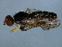  ( - YUKIN-0246)  @13 [ ] CreativeCommons - Attribution (2010) CBG Photography Group Centre for Biodiversity Genomics