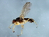  ( - YUKIN-0273)  @12 [ ] CreativeCommons - Attribution (2010) CBG Photography Group Centre for Biodiversity Genomics
