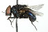  ( - JSYKB-165)  @13 [ ] CreativeCommons - Attribution (2010) CBG Photography Group Centre for Biodiversity Genomics