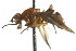  ( - JSYKB-191)  @12 [ ] CreativeCommons - Attribution (2010) CBG Photography Group Centre for Biodiversity Genomics