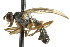  ( - JSYKB-192)  @12 [ ] CreativeCommons - Attribution (2010) CBG Photography Group Centre for Biodiversity Genomics