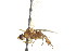  ( - JSYKB-193)  @12 [ ] CreativeCommons - Attribution (2010) CBG Photography Group Centre for Biodiversity Genomics