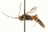  (Exochus concitus - JSYKB-105)  @13 [ ] CreativeCommons - Attribution (2010) Unspecified Centre for Biodiversity Genomics