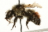  (Bombus flavifrons - JSYKB-076)  @13 [ ] CreativeCommons - Attribution (2010) Unspecified Centre for Biodiversity Genomics