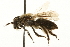  (Andrena lapponica - JSYKB-086)  @15 [ ] CreativeCommons - Attribution (2010) Unspecified Centre for Biodiversity Genomics