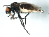  (Zaphne barbiventris - YUKIN-0047)  @14 [ ] CreativeCommons - Attribution (2010) Unspecified Centre for Biodiversity Genomics