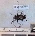  ( - BC-CER-ANT-084)  @11 [ ] By-SA Creative Common (2020) Julien Touroult Museum national d'Histoire naturelle, Paris
