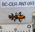  ( - BC-CER-ANT-093)  @11 [ ] By-SA Creative Common (2020) Julien Touroult Museum national d'Histoire naturelle, Paris