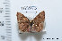  (Calephelis nemesis australis - FLMNH-MGCL-165973)  @13 [ ] Copyright (2014) FLMNH-McGuire Center FLMNH-McGuire Center