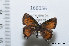 (Callophrys gryneus gryneus - FLMNH-MGCL-166056)  @12 [ ] Copyright (2014) FLMNH-McGuire Center FLMNH-McGuire Center