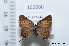  (Callophrys gryneus sweadneri - FLMNH-MGCL-166060)  @12 [ ] Copyright (2014) FLMNH-McGuire Center FLMNH-McGuire Center