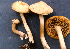  (Agrocybe sororia - TRTC52539)  @11 [ ] CreativeCommons - Attribution Non-Commercial Share-Alike (2010) Unspecified Royal Ontario Museum