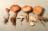  (Calocybe carnea - TRTC52547)  @11 [ ] CreativeCommons - Attribution Non-Commercial Share-Alike (2010) Unspecified Royal Ontario Museum