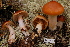  (Cortinarius cf. absarokensis - TRTC156483)  @11 [ ] CreativeCommons - Attribution Non-Commercial Share-Alike (2010) Unspecified Royal Ontario Museum