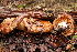  (Russula adusta cf - TRTC156490)  @11 [ ] CreativeCommons - Attribution Non-Commercial Share-Alike (2010) Unspecified Royal Ontario Museum