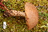  (Leccinum vulpinum - TRTC156459)  @11 [ ] CreativeCommons - Attribution Non-Commercial Share-Alike (2010) Unspecified Royal Ontario Museum