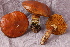  (Suillus grevillei - TRTC156530)  @11 [ ] CreativeCommons - Attribution Non-Commercial Share-Alike (2010) Unspecified Royal Ontario Museum
