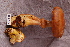  (Armillaria sinapina cf - TRTC156533)  @11 [ ] CreativeCommons - Attribution Non-Commercial Share-Alike (2010) Unspecified Royal Ontario Museum