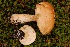  (Leccinum rotundifoliae - TRTC156534)  @11 [ ] CreativeCommons - Attribution Non-Commercial Share-Alike (2010) Unspecified Royal Ontario Museum