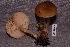  (Entoloma aff. Sinuatum - TRTC156546)  @11 [ ] CreativeCommons - Attribution Non-Commercial Share-Alike (2010) Unspecified Royal Ontario Museum