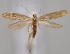  (Argyresthia buvati - MM28032)  @11 [ ] by-nc (2023) Jari Junnilainen Unspecified