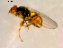  ( - 10PROBE-09623)  @13 [ ] CreativeCommons - Attribution (2011) CBG Photography Group Centre for Biodiversity Genomics
