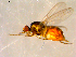  (Gaurax sp. TAW4 - 10PROBE-09624)  @12 [ ] CreativeCommons - Attribution (2011) CBG Photography Group Centre for Biodiversity Genomics