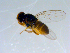  ( - 10PROBE-07772)  @13 [ ] CreativeCommons - Attribution (2011) CBG Photography Group Centre for Biodiversity Genomics