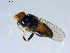  ( - 10PROBE-09308)  @13 [ ] CreativeCommons - Attribution (2011) CBG Photography Group Centre for Biodiversity Genomics