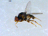  ( - 10PROBE-09334)  @12 [ ] CreativeCommons - Attribution (2011) CBG Photography Group Centre for Biodiversity Genomics