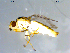  (Chlorops sp. TAW1 - 10PROBE-09358)  @13 [ ] CreativeCommons - Attribution (2011) CBG Photography Group Centre for Biodiversity Genomics