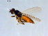  ( - 10PROBE-09387)  @13 [ ] CreativeCommons - Attribution (2011) CBG Photography Group Centre for Biodiversity Genomics