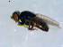  ( - 10PROBE-09396)  @13 [ ] CreativeCommons - Attribution (2011) CBG Photography Group Centre for Biodiversity Genomics