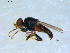  ( - 10PROBE-09445)  @12 [ ] CreativeCommons - Attribution (2011) CBG Photography Group Centre for Biodiversity Genomics